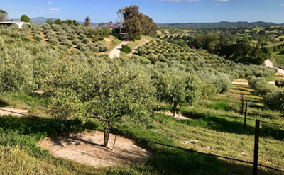 A field of olive trees at Al Pie Del Cielo Olive Farm and Vineyard in San Luis Obispo, California