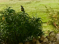 A quail, or codorniz, sitting in a bush at Al Pie Del Cielo Olive Farm and Vineyard in San Luis Obispo, California.