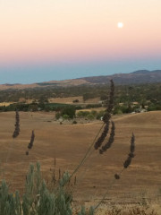The sun at dusk over the foothills of San Luis Obispo, California at Al Pie Del Cielo Olive Farm and Vineyard.