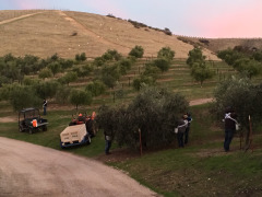Workers harvesting olives for extra virgin olive oil at Al Pie Del Cielo Olive Farm and Vineyard in San Luis Obispo, California.