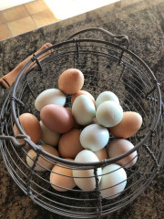 A basket of chicken eggs at at Al Pie Del Cielo Olive Farm and Vineyard in San Luis Obispo, California.