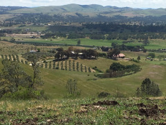 A view of at Al Pie Del Cielo Olive Farm and Vineyard in San Luis Obispo, California.