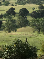 A quail, or codorniz, sitting in a bush at Al Pie Del Cielo Olive Farm and Vineyard in San Luis Obispo, California with the rolling foothills in the background..