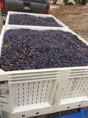 Crates full of harvested olives in preparation for making extra virgin olive oil at Al Pie Del Cielo Olive Farm and Vineyard in San Luis Obispo, California.