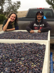 The owner and a farm worker proudly standing over crates of harvested olives at Al Pie Del Cielo Olive Farm and Vineyard in San Luis Obispo, California.