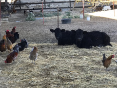Cows resting peacefully surrounded by chickens at Al Pie Del Cielo Olive Farm and Vineyard in San Luis Obispo, California.