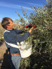 The owner gathering olives by hand at Al Pie Del Cielo Olive Farm and Vineyard in San Luis Obispo, California.