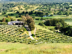 A view of olive trees on the hillside at Al Pie Del Cielo Olive Farm and Vineyard in San Luis Obispo, California.