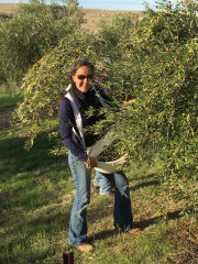 The owner proudly showing her bucket of olives she's harvested at Al Pie Del Cielo Olive Farm and Vineyard in San Luis Obispo, California.