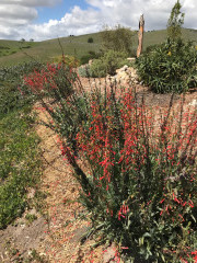Flowers growing on the hillside at Al Pie Del Cielo Olive Farm and Vineyard in San Luis Obispo, California.