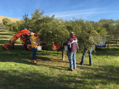 Workers harvest olives from olive trees by hand at Al Pie Del Cielo Olive Farm and Vineyard in San Luis Obispo, California.