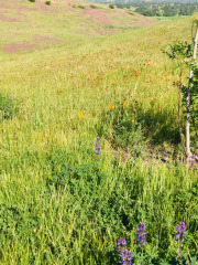 Hillsides covered in wildflowers at Al Pie Del Cielo Olive Farm and Vineyard in San Luis Obispo, California.