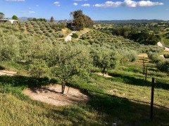 Rows of olive trees cover the hills at Al Pie Del Cielo Olive Farm and Vineyard in San Luis Obispo, California.