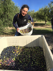 The owner adding her harvested olives to a crate at Al Pie Del Cielo Olive Farm and Vineyard in San Luis Obispo, California.