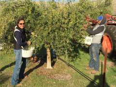 The owner and a farm worker happily gather olives from an olive tree at Al Pie Del Cielo Olive Farm and Vineyard in San Luis Obispo, California.