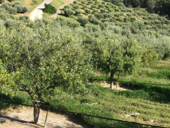 Olive trees at Al Pie Del Cielo Olive Farm and Vineyard in San Luis Obispo, California.